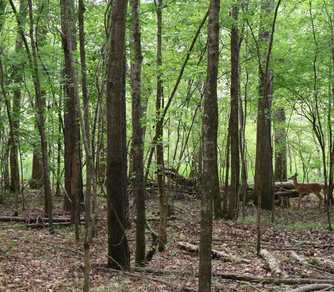A Deer Roaming Through The Nature Preserve At Honey Creek