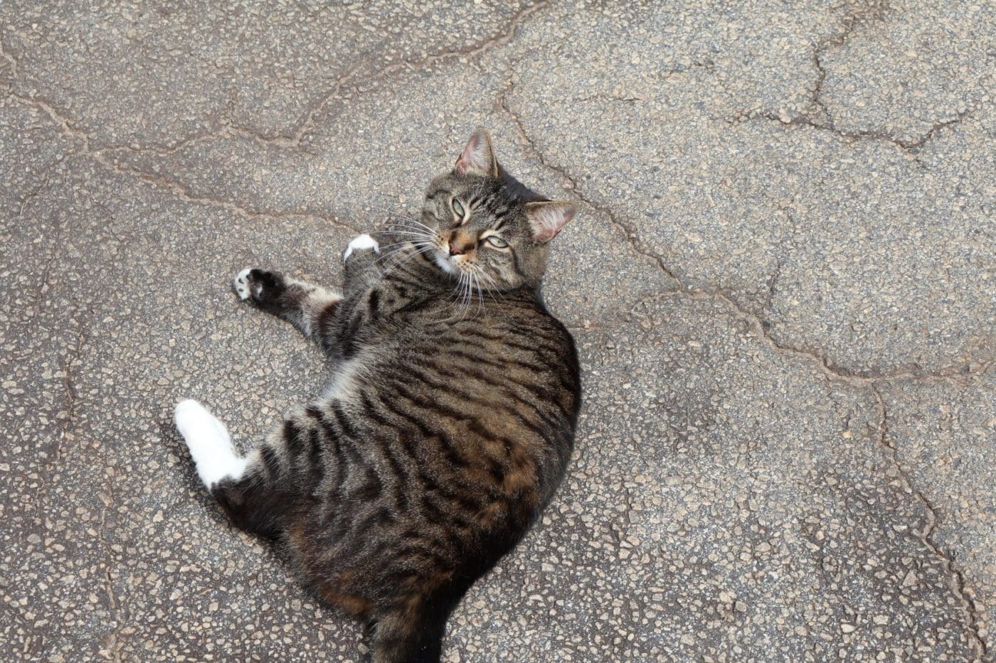 Rachel, The Unofficial Emotional Support Kitty At Honey Creek