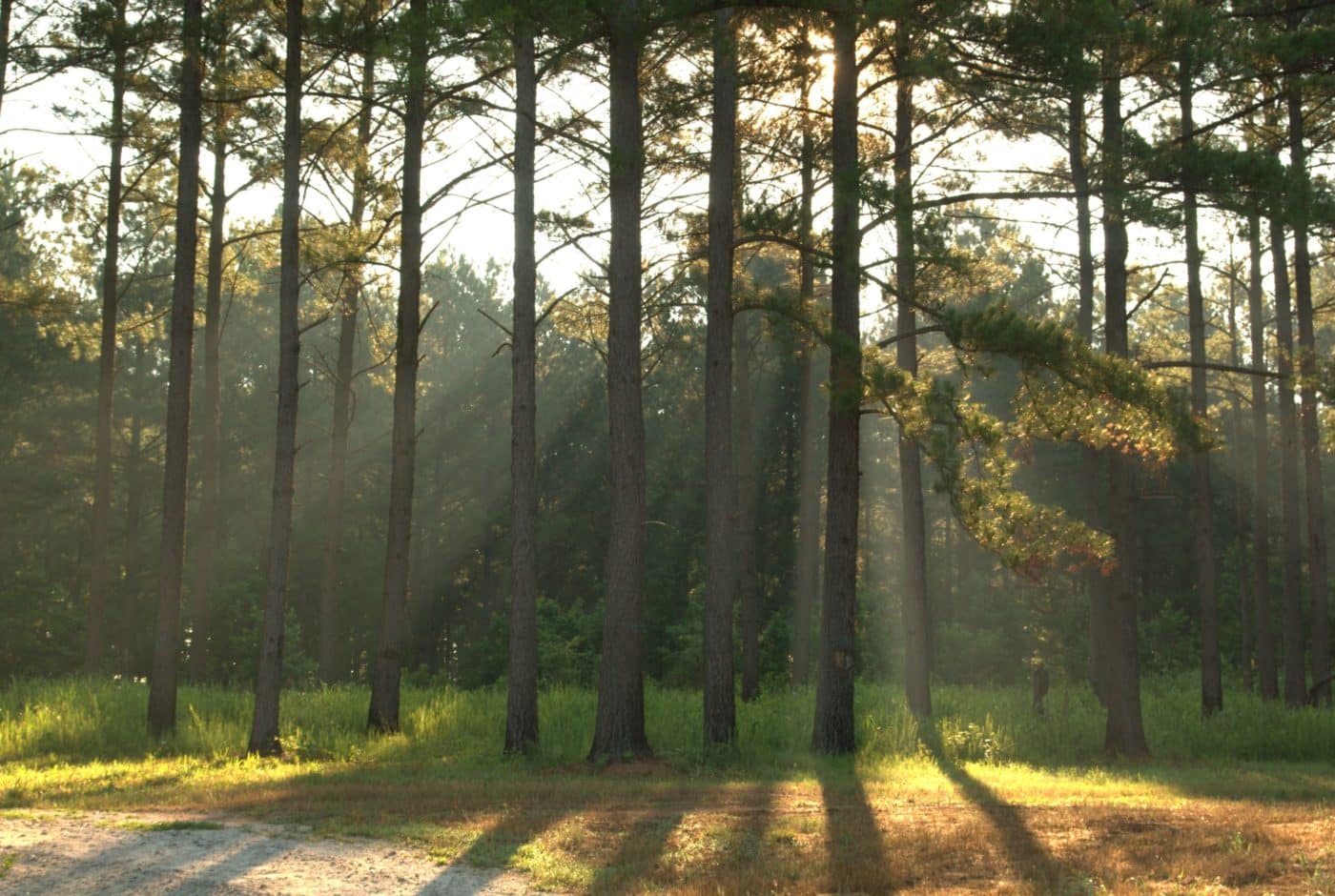 The Pine Forest At Honey Creek Woodlands